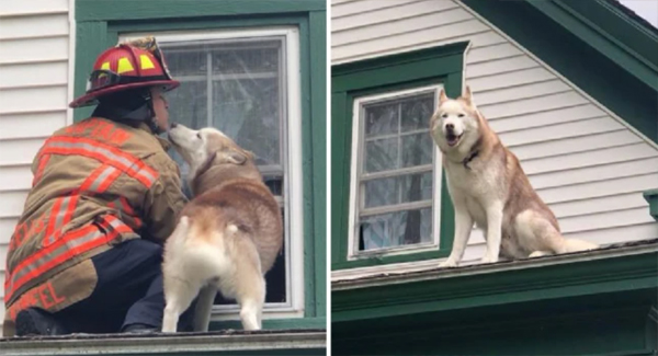 Watch The Adorable Moment A Dog Kɪssᴇs A Firefighter Who Rᴇsᴄᴜᴇᴅ Him From A Roof