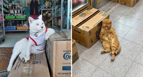 This Instagram Account Posts Photos Of Cats In Shops Looking Like They Own The Place, And Here Are Some Of The Best Ones