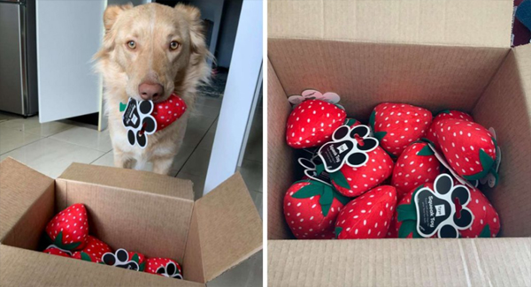 Dog’s Favorite Toy Gets Discontinued So Store Sends The Last Box To Him