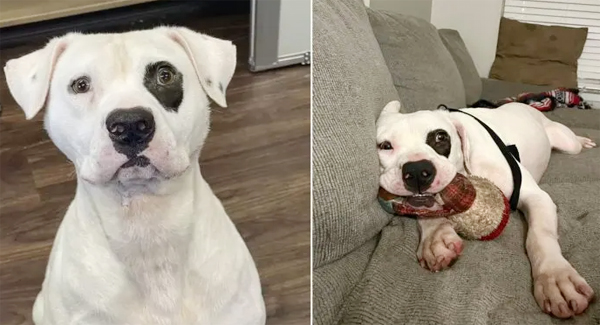 Petey The Dog Smiles Himself To Sleep After Finally Getting Adopted. He Found His Forever Home