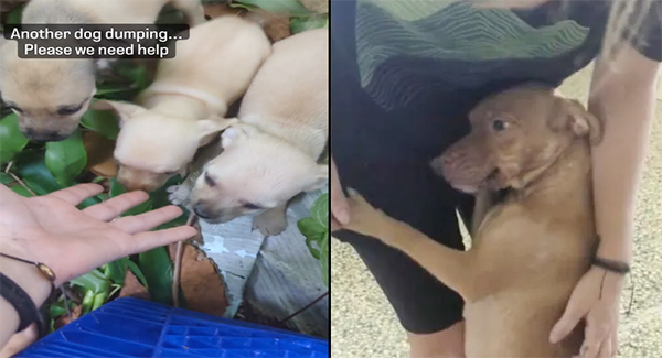 Nursing Dog Mom Ran To Find Someone To Help Her Cubs