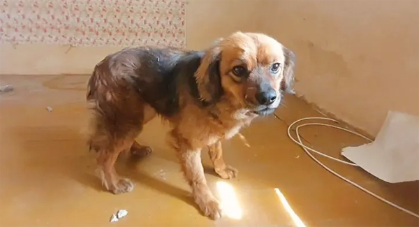 The Dog Refused To Leave The House After His Owner Left Forever